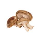 Champignons (shiitake)