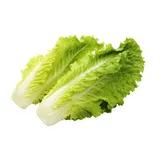 Lettuce (Romaine)