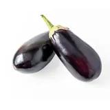 Aubergine