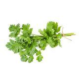 Cilantro (fresh)