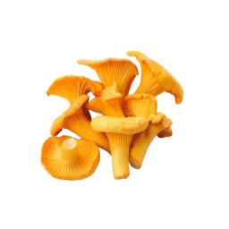 Girolle