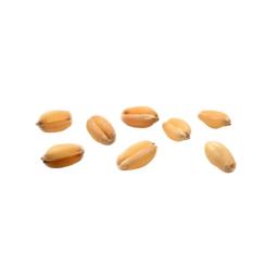 Wheat berries