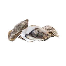 Oysters