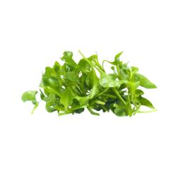 Watercress