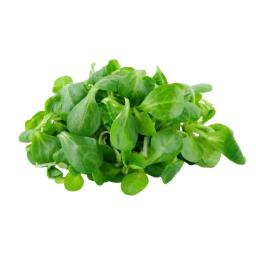 Lambs Lettuce