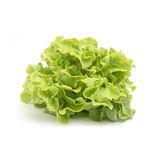 Salade (feuille de chêne)