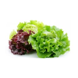 Lettuce (Oakleaf)